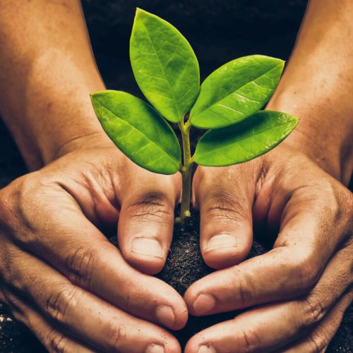 Love and protect nature. Hands holding a tree